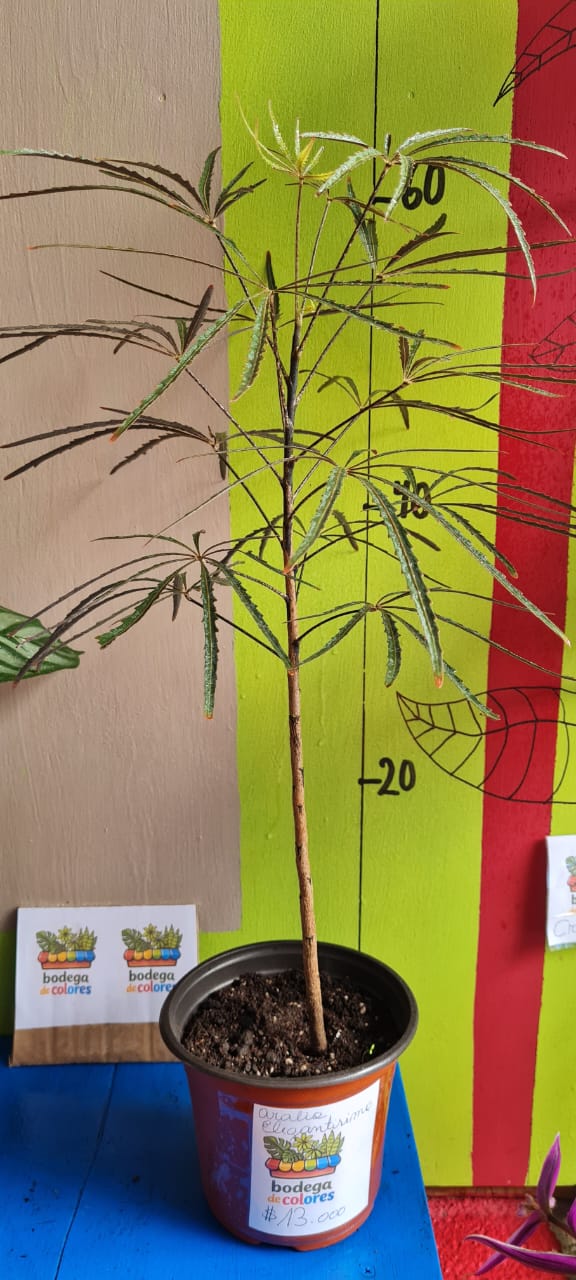 Aralia Elegantísima