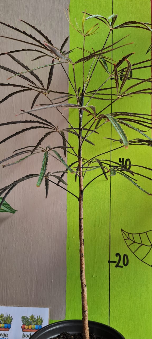 Aralia Elegantísima - Imagen 4