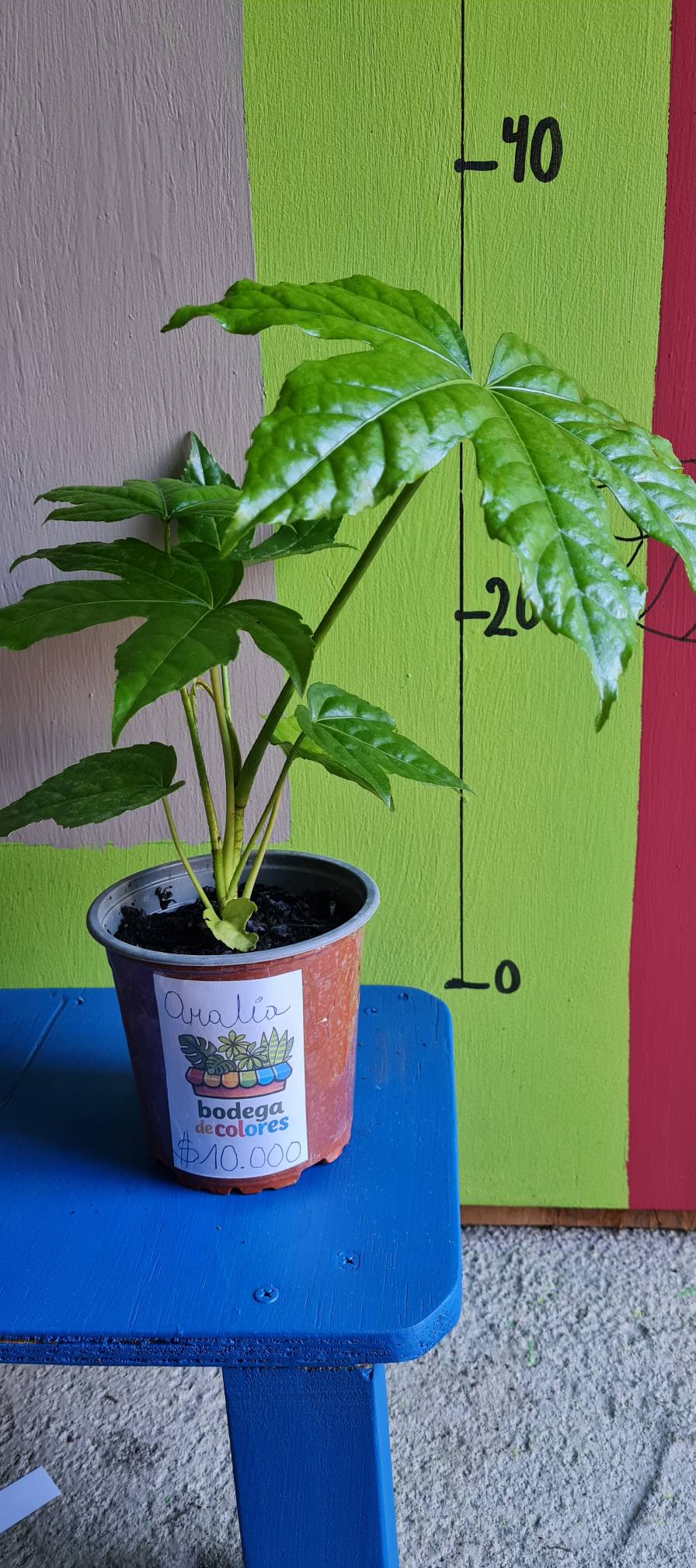 Aralia Verde - Imagen 10