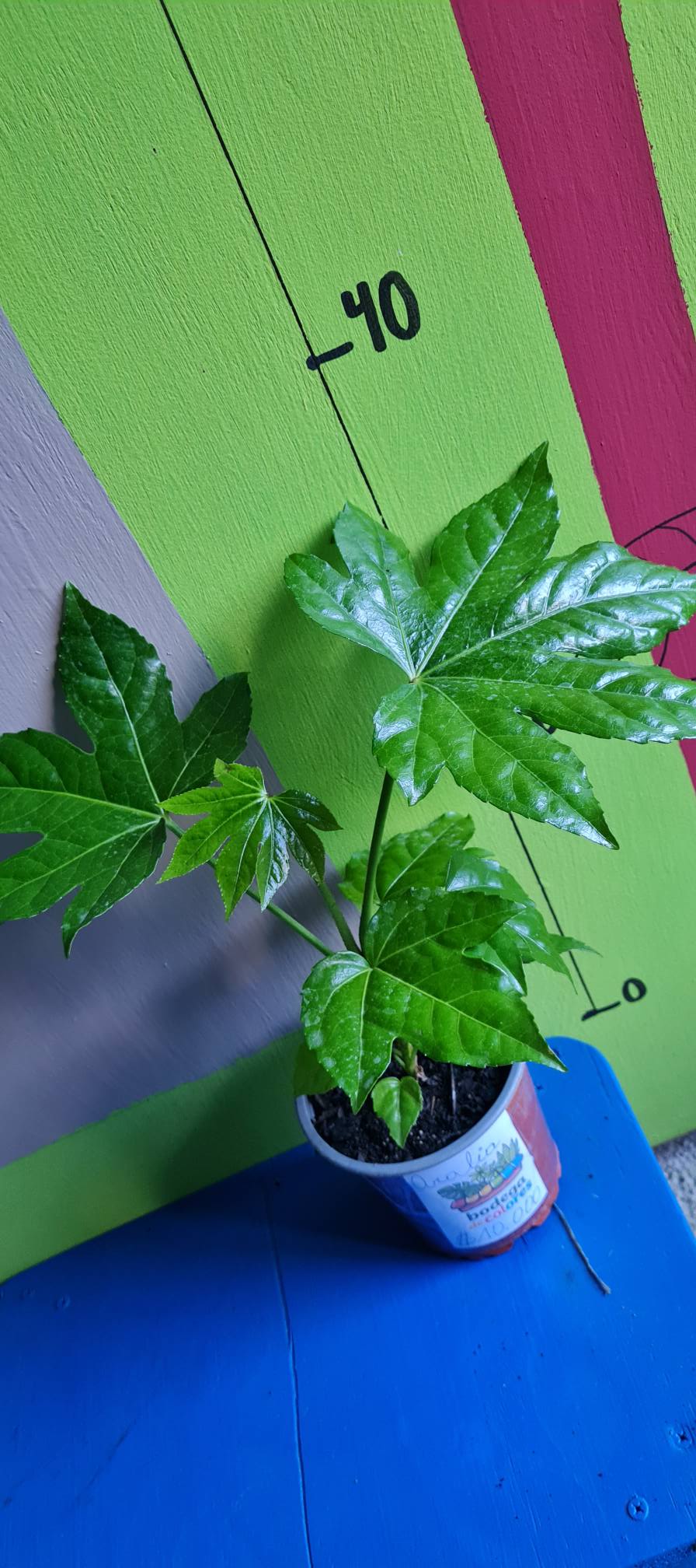 Aralia Verde - Imagen 2