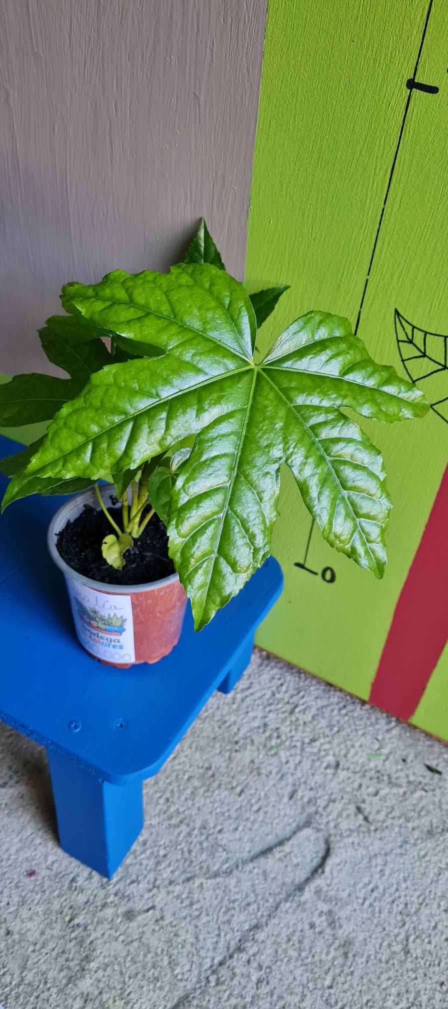 Aralia Verde - Imagen 9