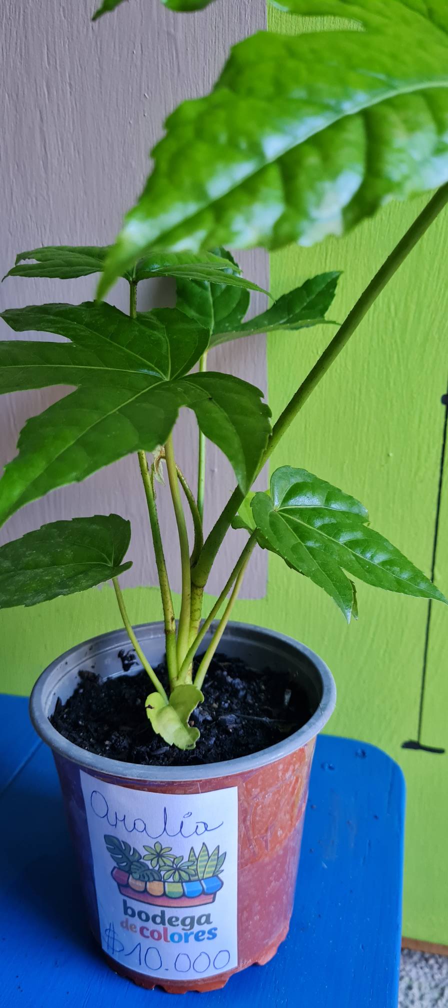 Aralia Verde - Imagen 8