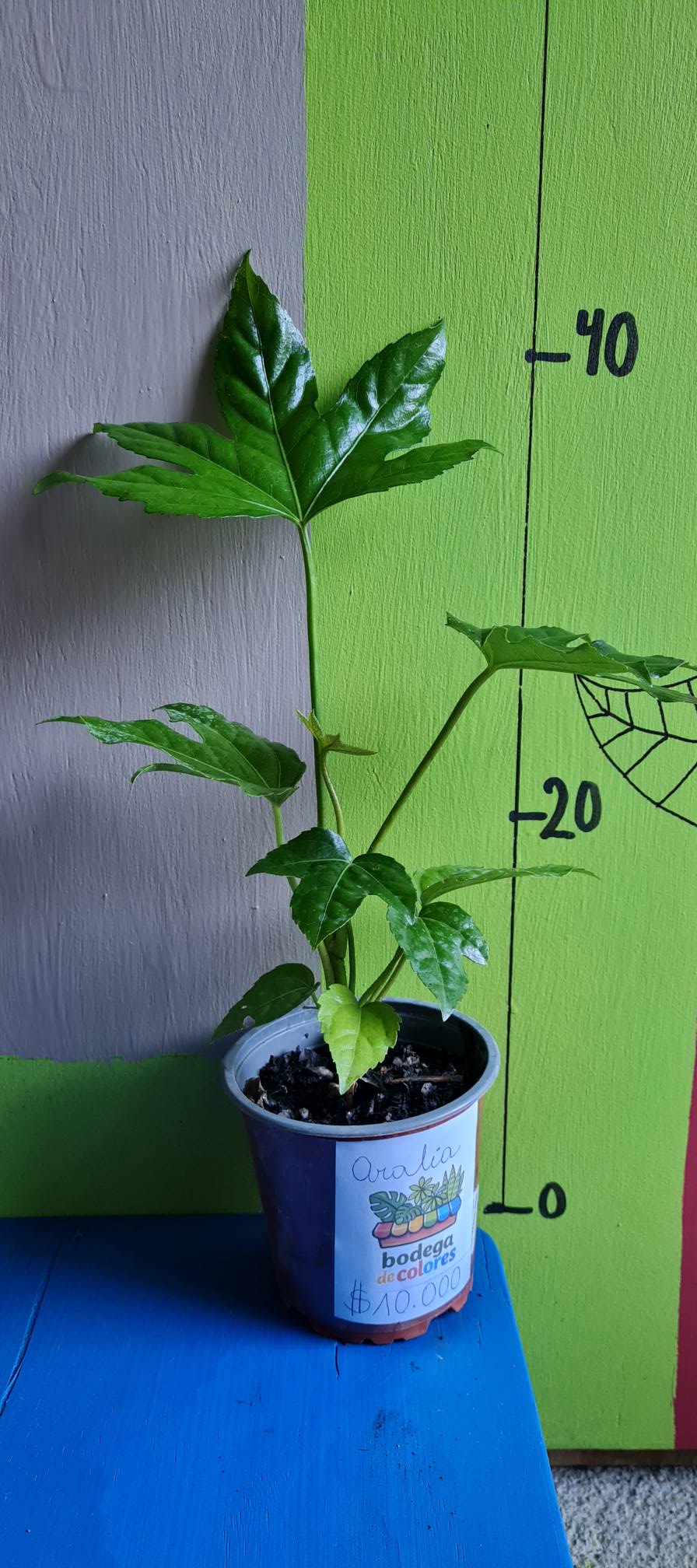 Aralia Verde - Imagen 7