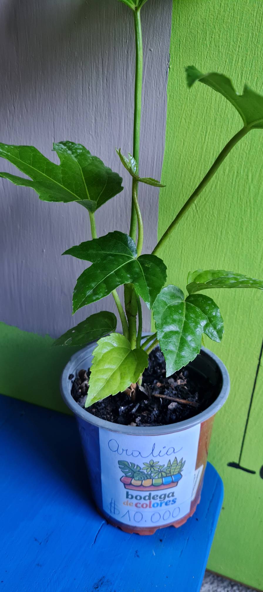 Aralia Verde - Imagen 6