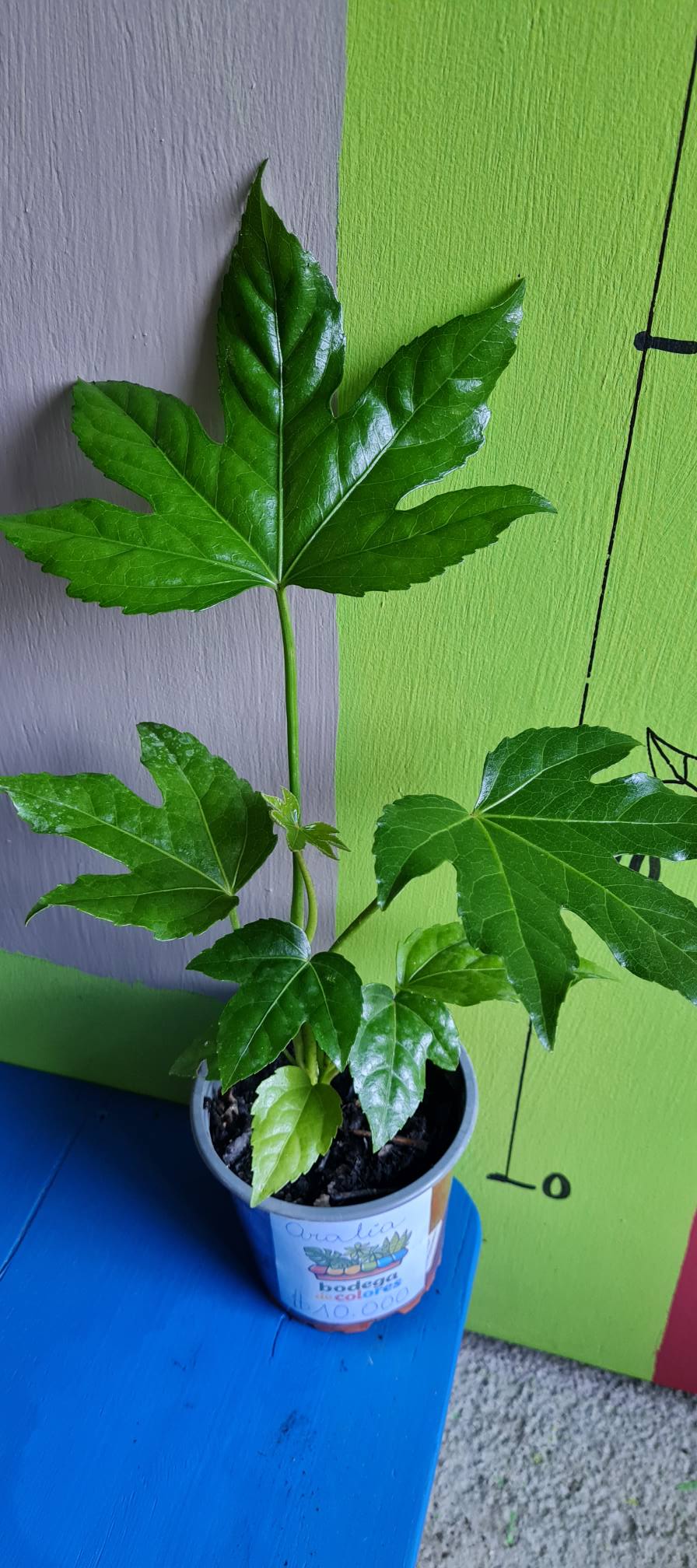 Aralia Verde - Imagen 5