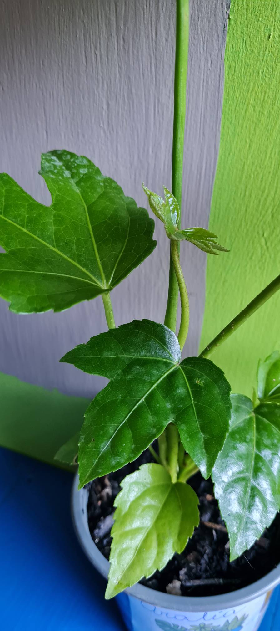 Aralia Verde - Imagen 4