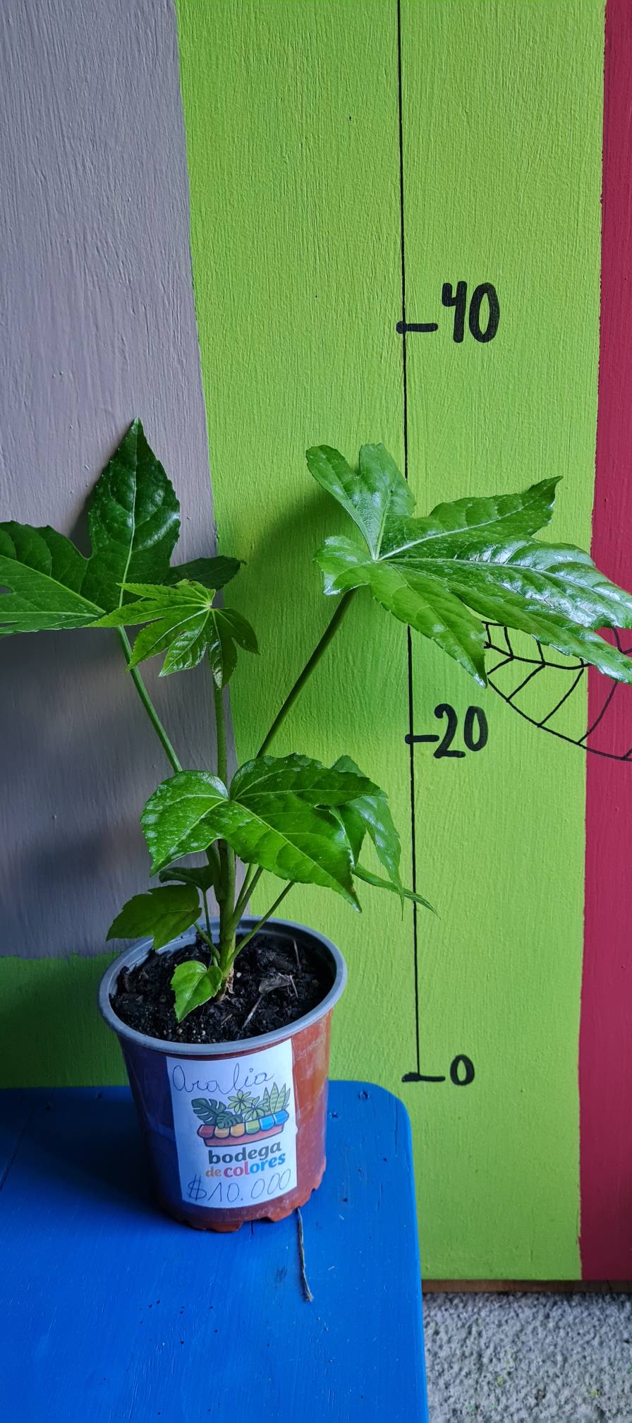 Aralia Verde