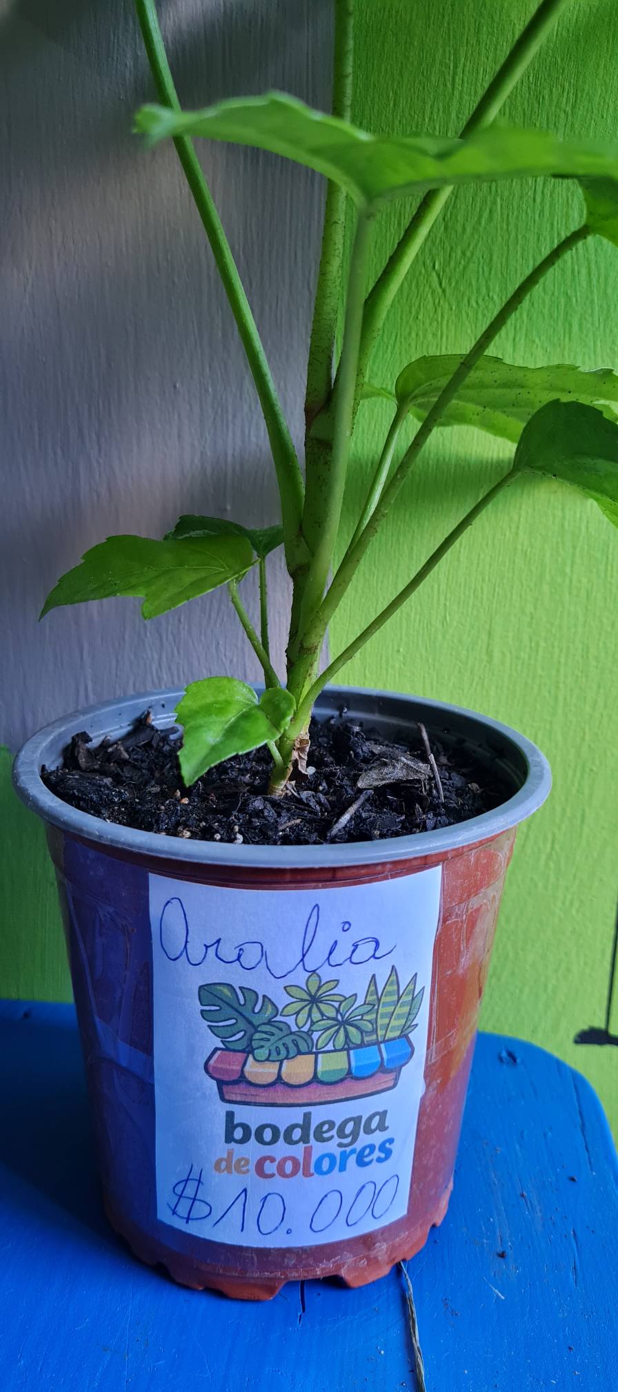 Aralia Verde - Imagen 3