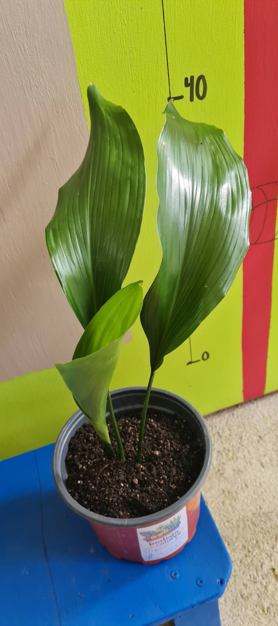 Aspidistra