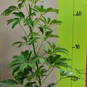 Cheflera Variegada